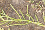 Virginia glasswort